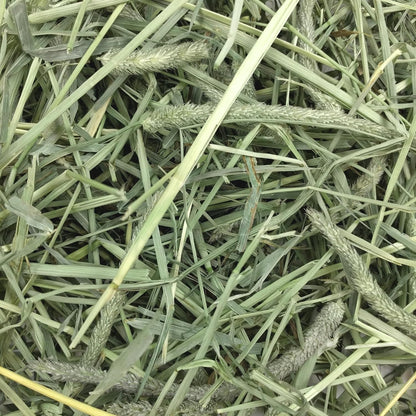 Western Timothy Hay, Guinea Pig Hay, Small Pet Bunny Supplies, All Natural Grass for Guinea Pig, Bunny, Chinchilla & Hamster,  Rabbit Supplies for Bunnies, 90 Oz. Bag